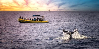 Maui Real Estate, Maui Homes For Sale, Contact Us, Entertainment, Whales