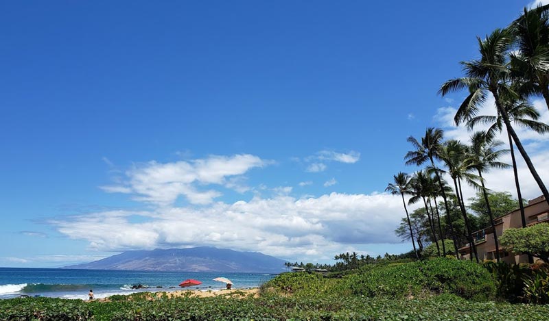 palm trees, people and ocean