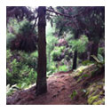Redwood Trail