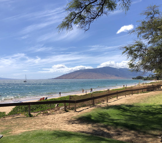 Maui Banyan