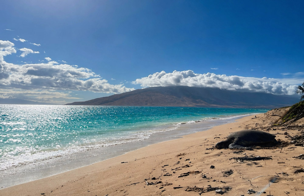 Hawaiian sea turtle resting on a sandy beach in Maui