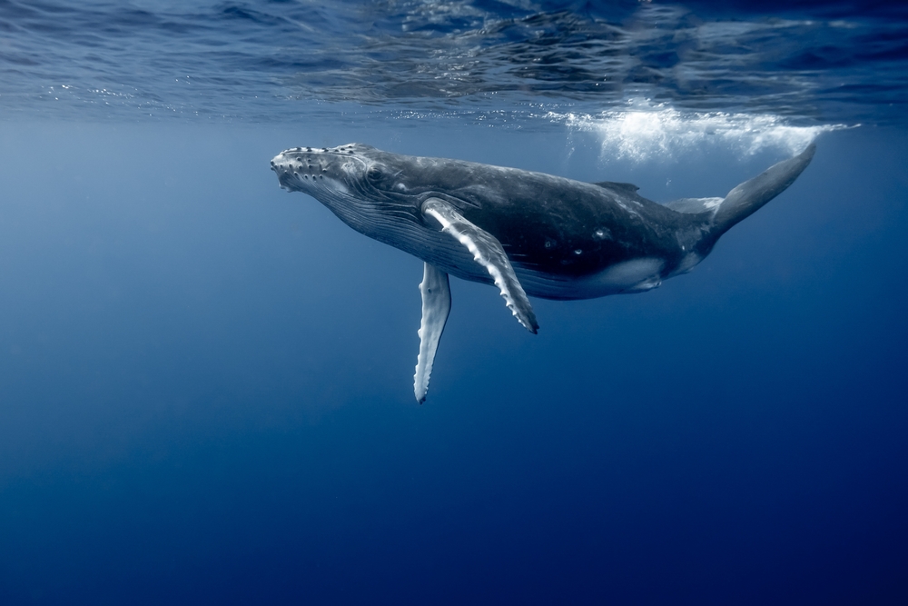 Maui Real Estate, Maui Homes For Sale, Contact Us, Entertainment, Whales